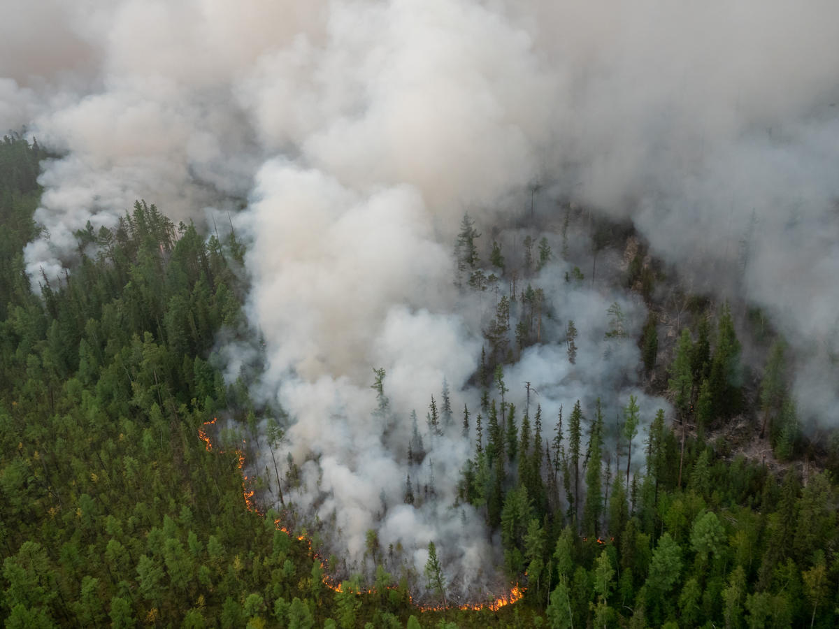 Global forests on fire: G7 must lead accelerated climate action – Greenpeace