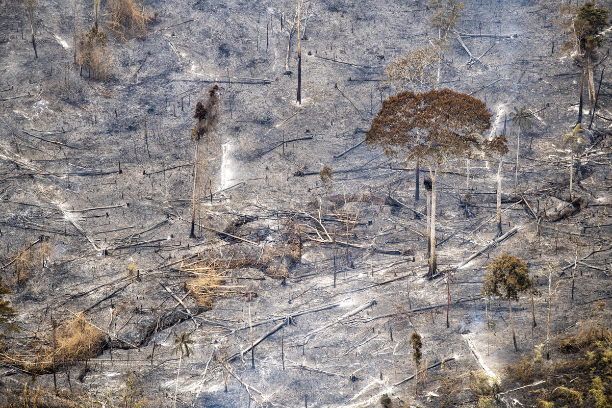 Greenpeace statement on Amazon forest fires