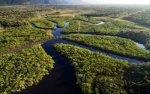 Précisions sur la forêt amazonienne