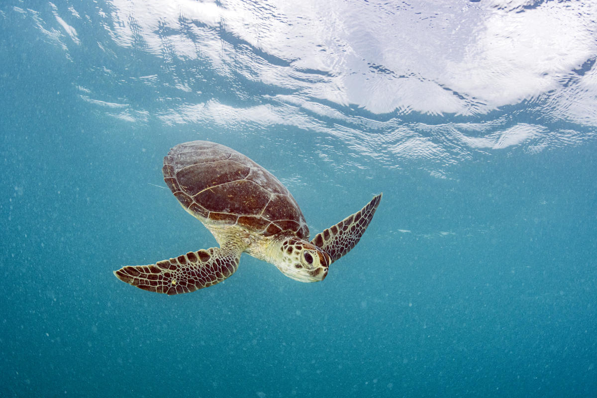 Microplastic levels in Sargasso Sea comparable to Great Pacific Garbage Patch