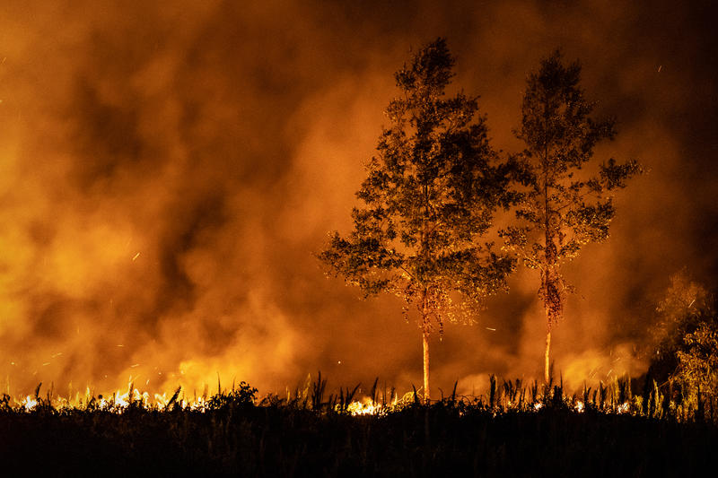 Palm oil and pulp companies with most burned land go unpunished as Indonesian forest fires rage