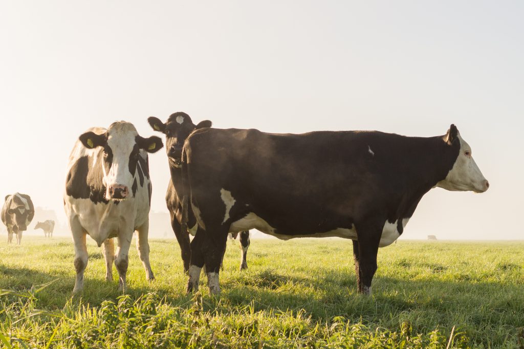 Reprendre pied sur sa ferme par l’agriculture durable et solidaire