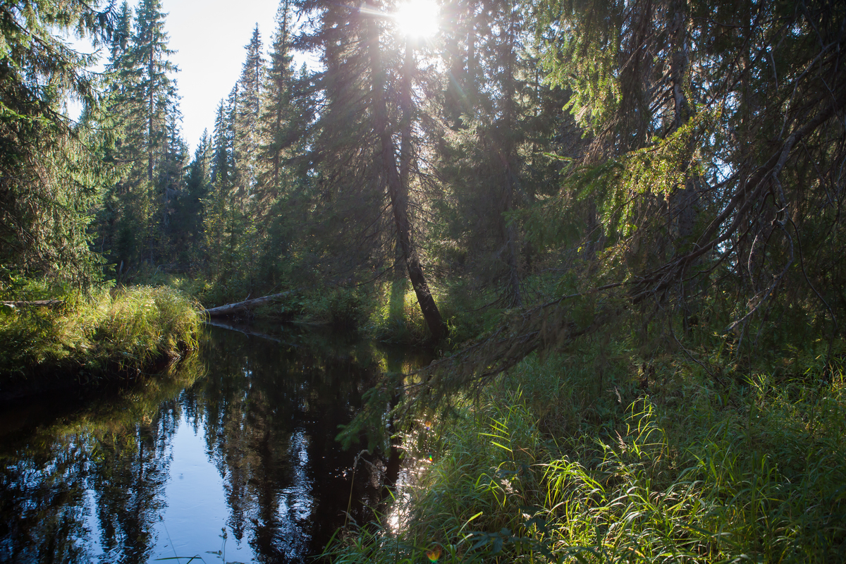 Two decades of campaigning win one of Russia’s largest nature reserves