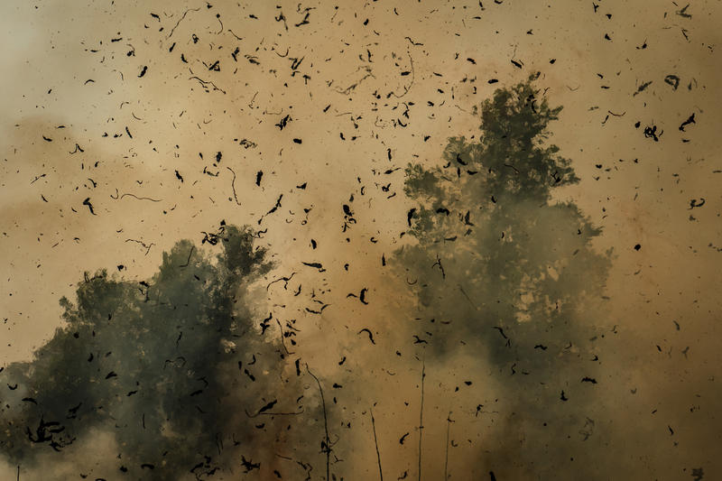 Top consumer companies’ palm oil sustainability claims go up in flames