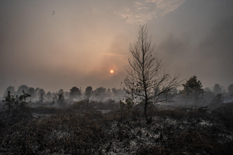 Major consumer brands linked to massive CO2 emissions from Indonesia forest fires