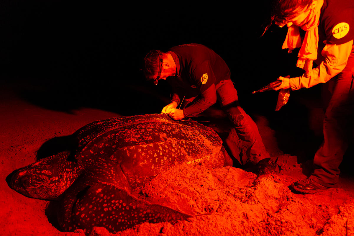 Ocean warming forcing leatherback turtles to travel further for food