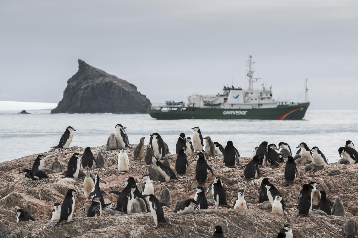 Antarctic penguin colonies decline by as much as 77% in last 50 years