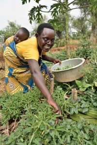Bilan de la première année de mise en œuvre du programme de transition vers une agroécologie paysanne au service de la souveraineté alimentaire
