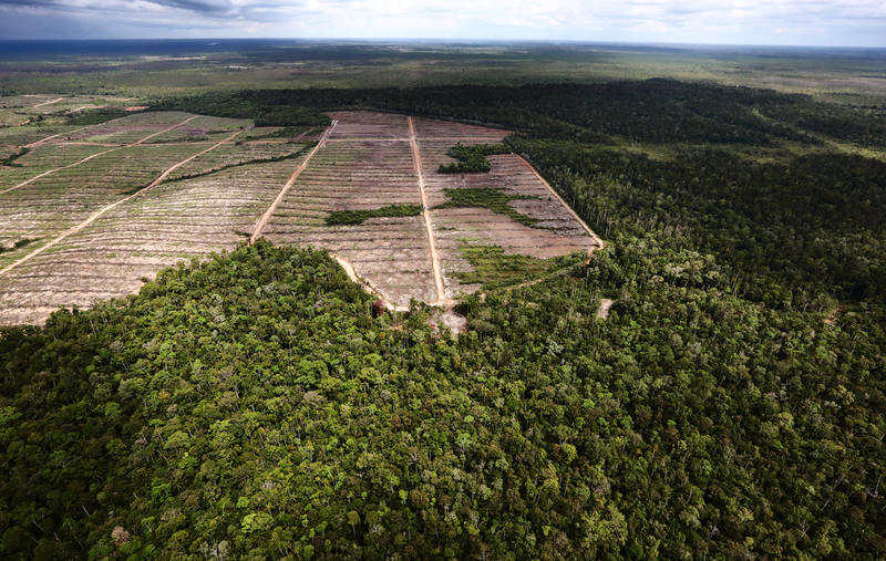 Investigation indicates FSC-certified company intentionally used fire to clear Indonesian forests for palm oil