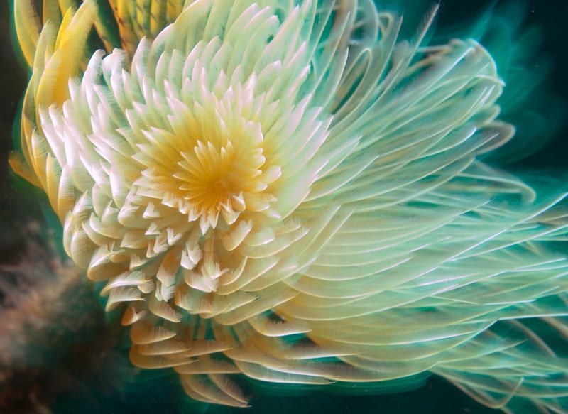 New report exposes the global risks of deep sea mining 