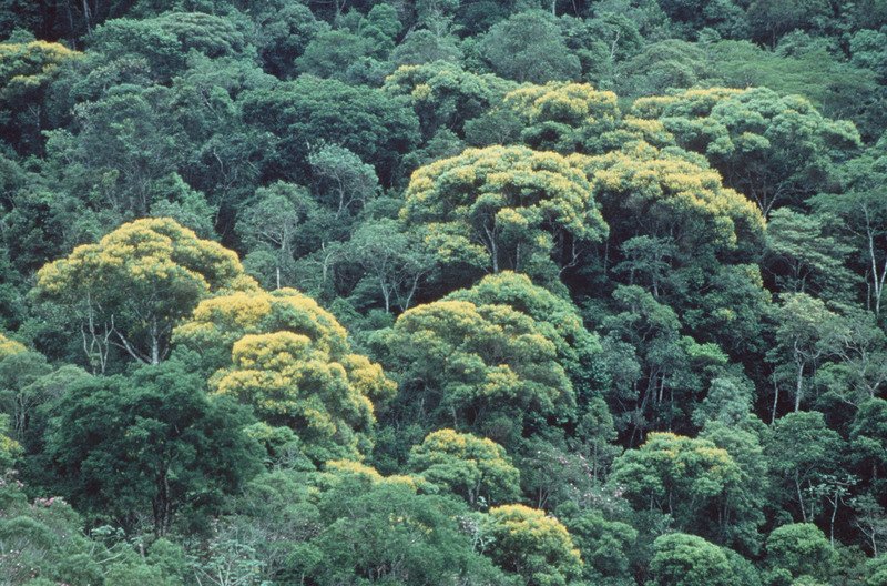 Certification schemes such as FSC are greenwashing forest destruction