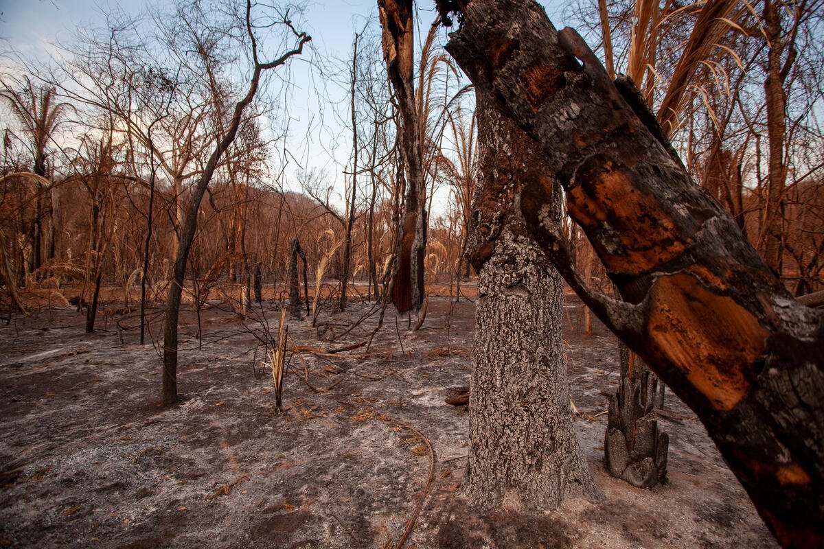 New report links 2020’s record-breaking fires in Brazil’s Pantanal wetlands to world’s biggest meat processor
