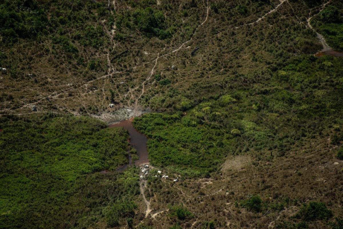 WHO Covid-19 report shows clear link between biodiversity loss and zoonotic disease – Greenpeace reaction