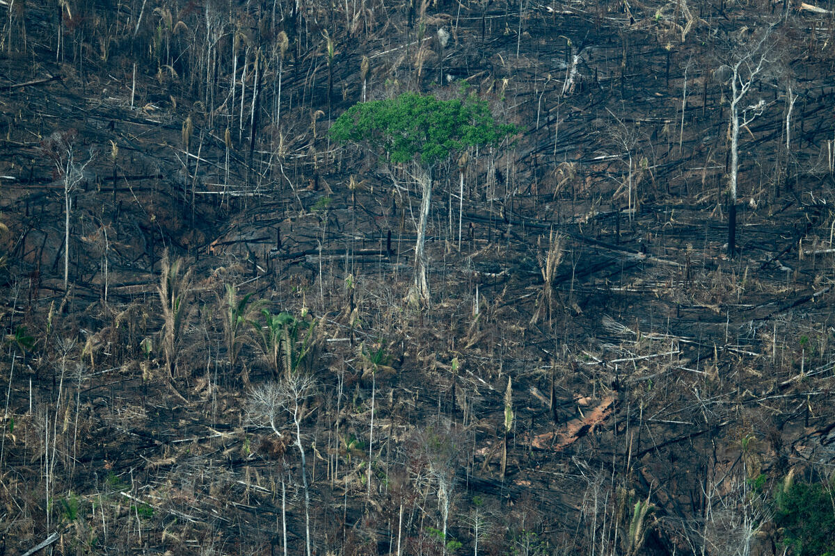 Expansion of meat and soy pushes deforestation and threatens the survival of Indigenous Peoples in Brazil