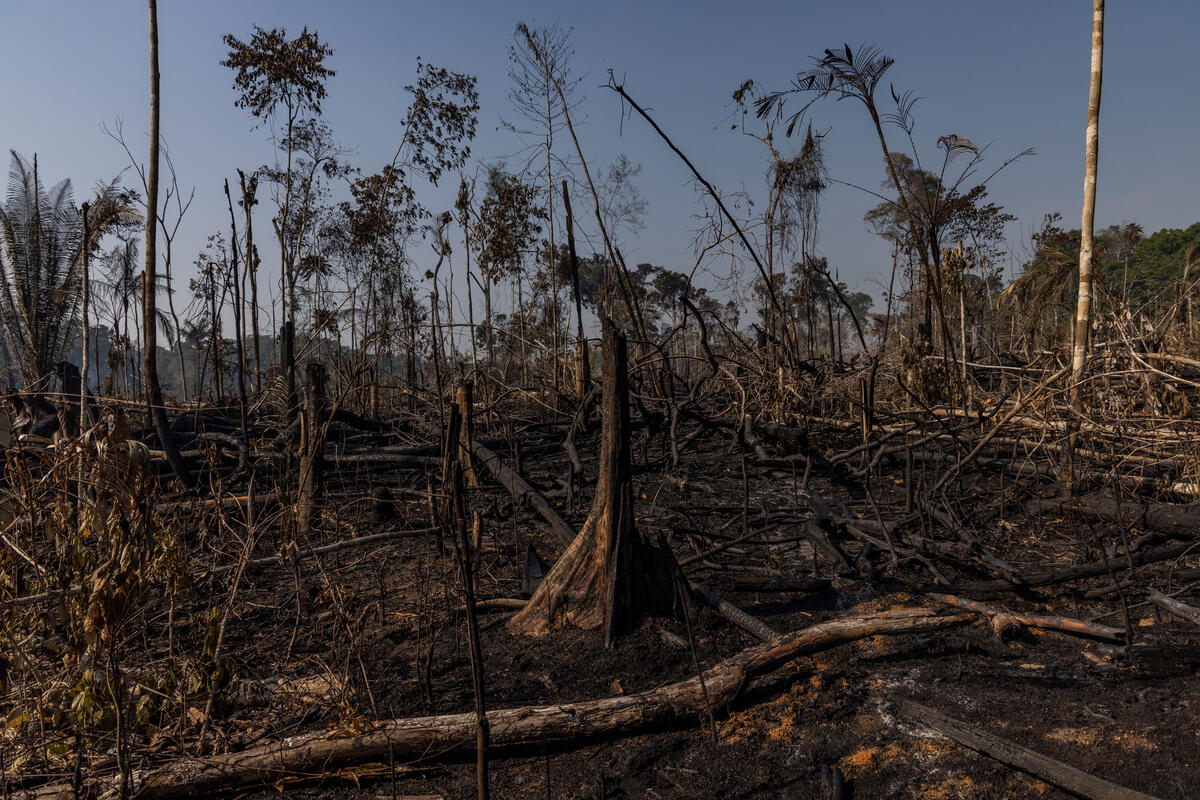 Amazon Deforestation rate highest since 2006