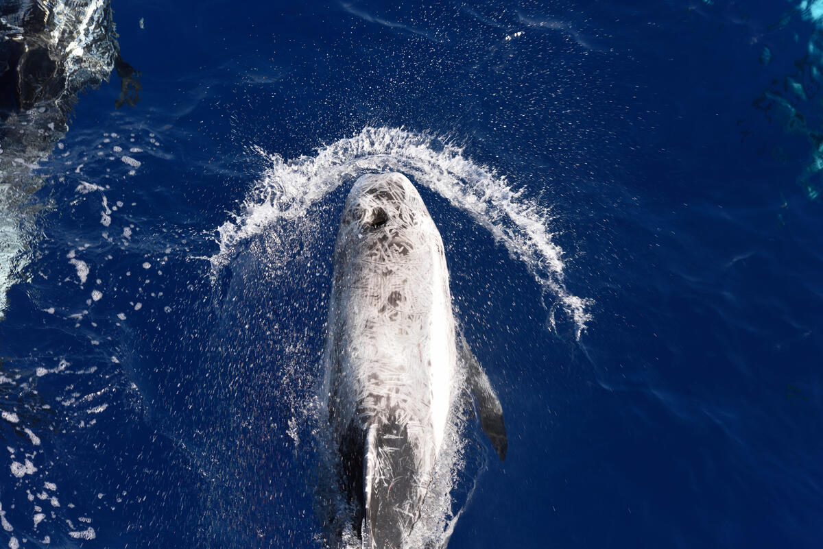 TotalEnergies and ExxonMobil to do seismic testing in whale grounds, Greenpeace report shows