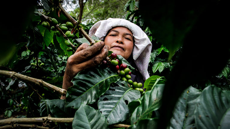 L'OIT et l’IWCA s’associent pour améliorer la sécurité et la santé des femmes dans le secteur du café