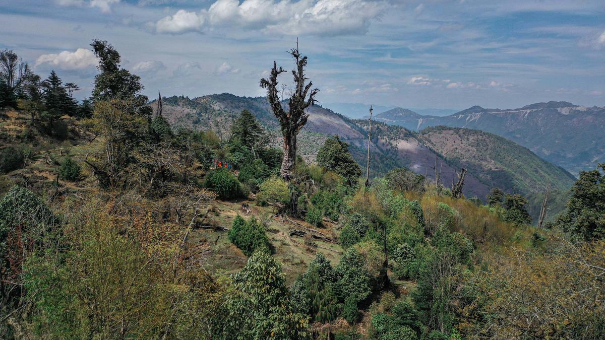 Greenpeace: Statement on Geneva biodiversity meetings in the run up to COP15 in Kunming, China
