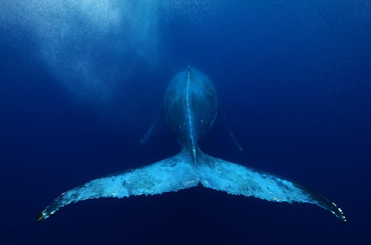 Humpback whale call unknown to science is recorded for the first time