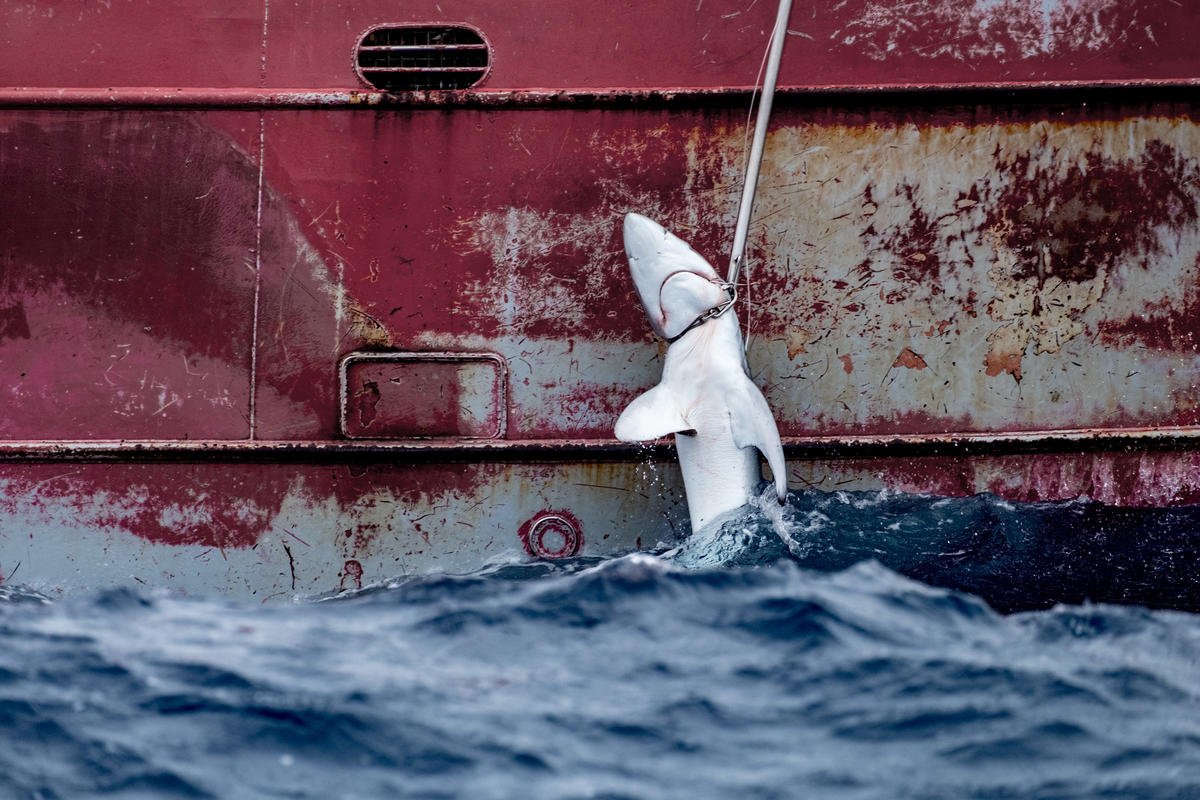 Greenpeace seizes 30km of industrial fishing gear in North Atlantic￼