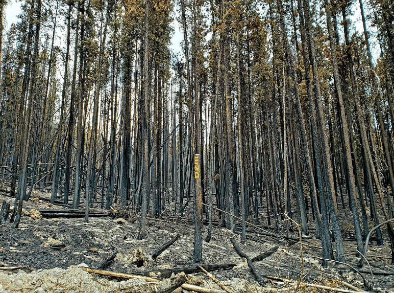 Fact-checking False Solutions #3: Carbon Offsetting through Reforestation and Afforestation