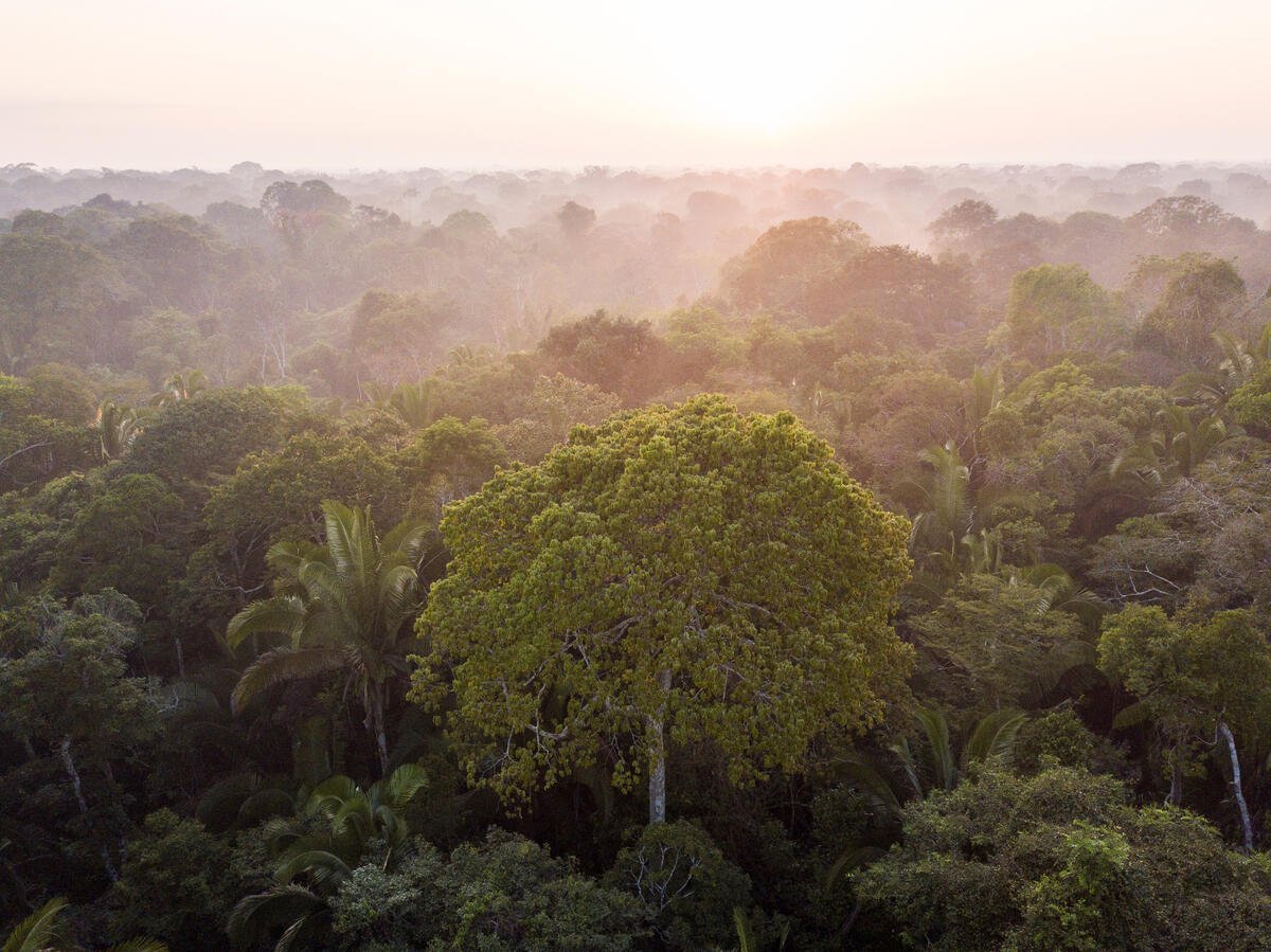 Greenpeace slams new COP27 partnership for forest protection