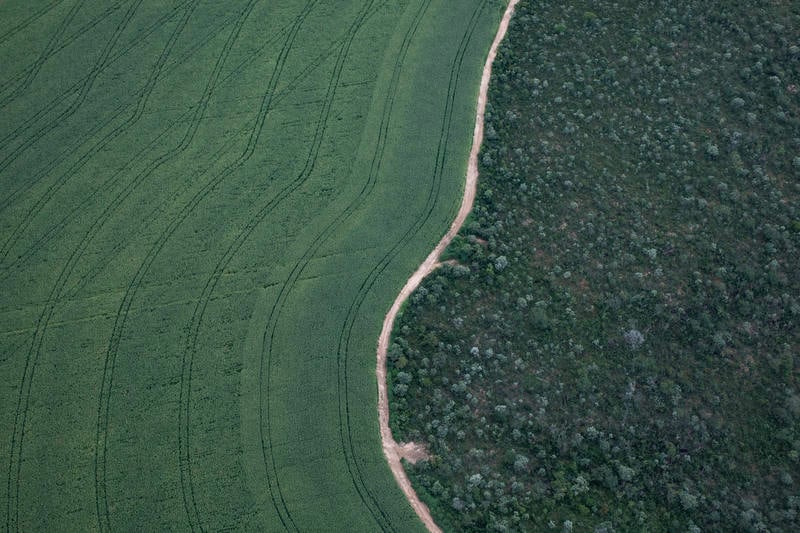 COP15 recognises Indigenous Peoples' work, but won't disarm the threat of mass extinction