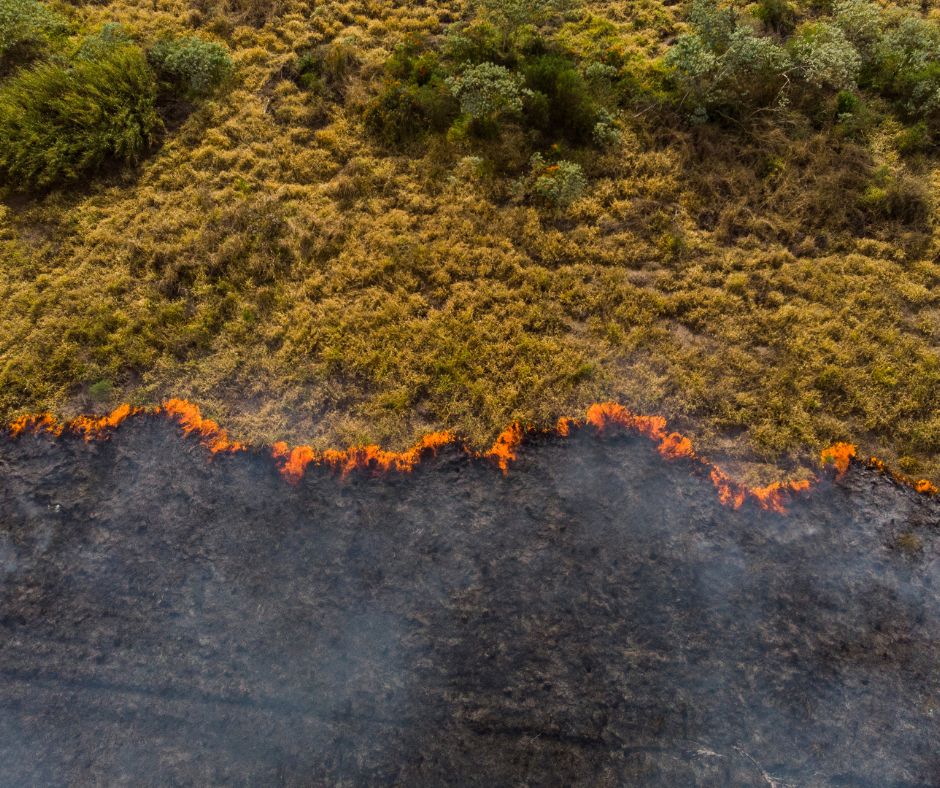 Feu de forets illustrant changement climatique