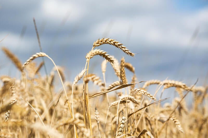 Unchecked, unregulated, unaccountable: how big agribusiness corporations get rich amid crisis