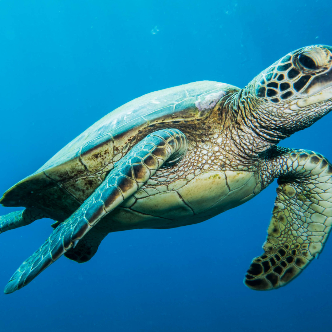 Changement climatique et biodiversité - Fondation Terre Solidaire