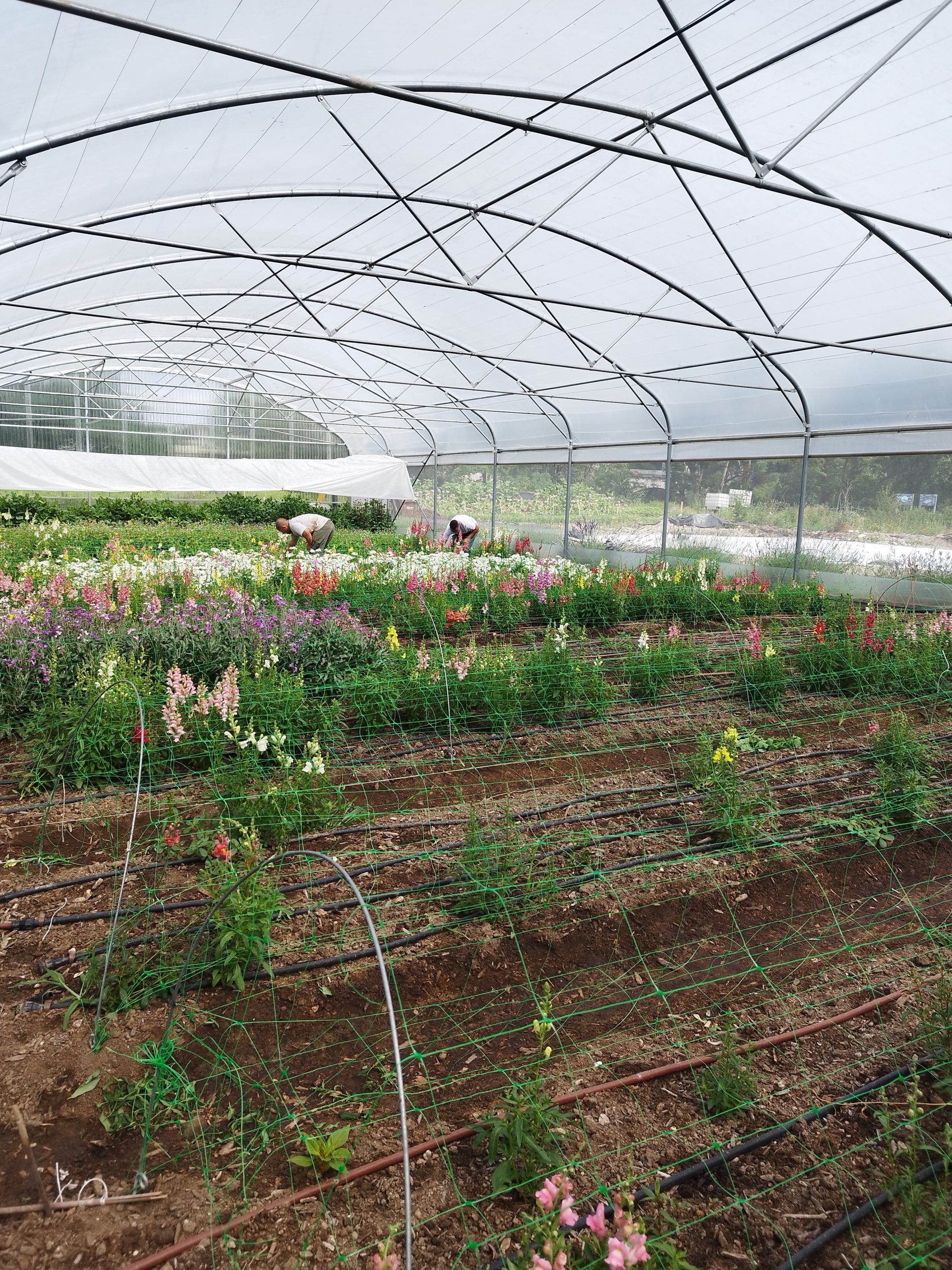 Relocaliser la production de fleurs en France en respectant la nature et les hommes