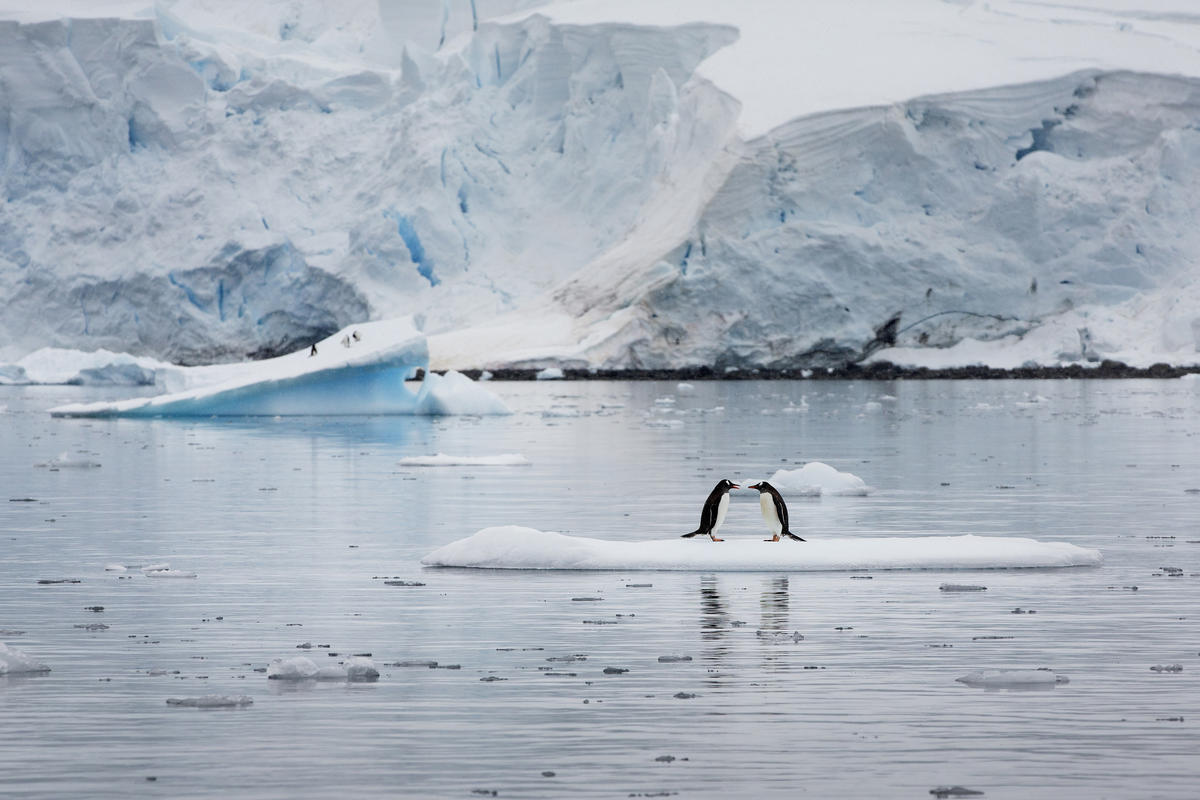 Antarctic Ocean Commission: Greenpeace urges progress on ocean protection
