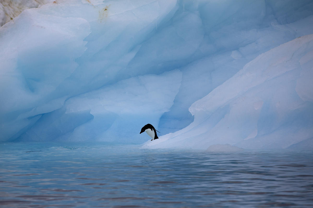 Antarctic sea ice maximum expected to hit record low - Greenpeace comment