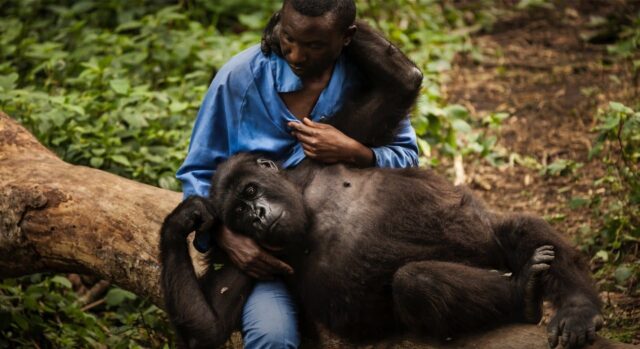 Des activistes pour le climat appellent le Gouvernement congolais à protéger le parc de Virunga contre l’exploitation pétrolière. – Afrika Vuka