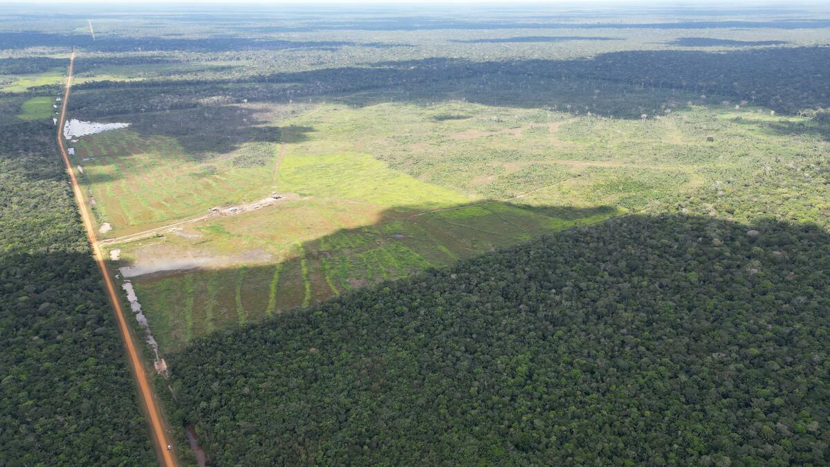 Banks must stop funding illegal Amazon deforestation, Prosecutor says after Greenpeace Brazil report