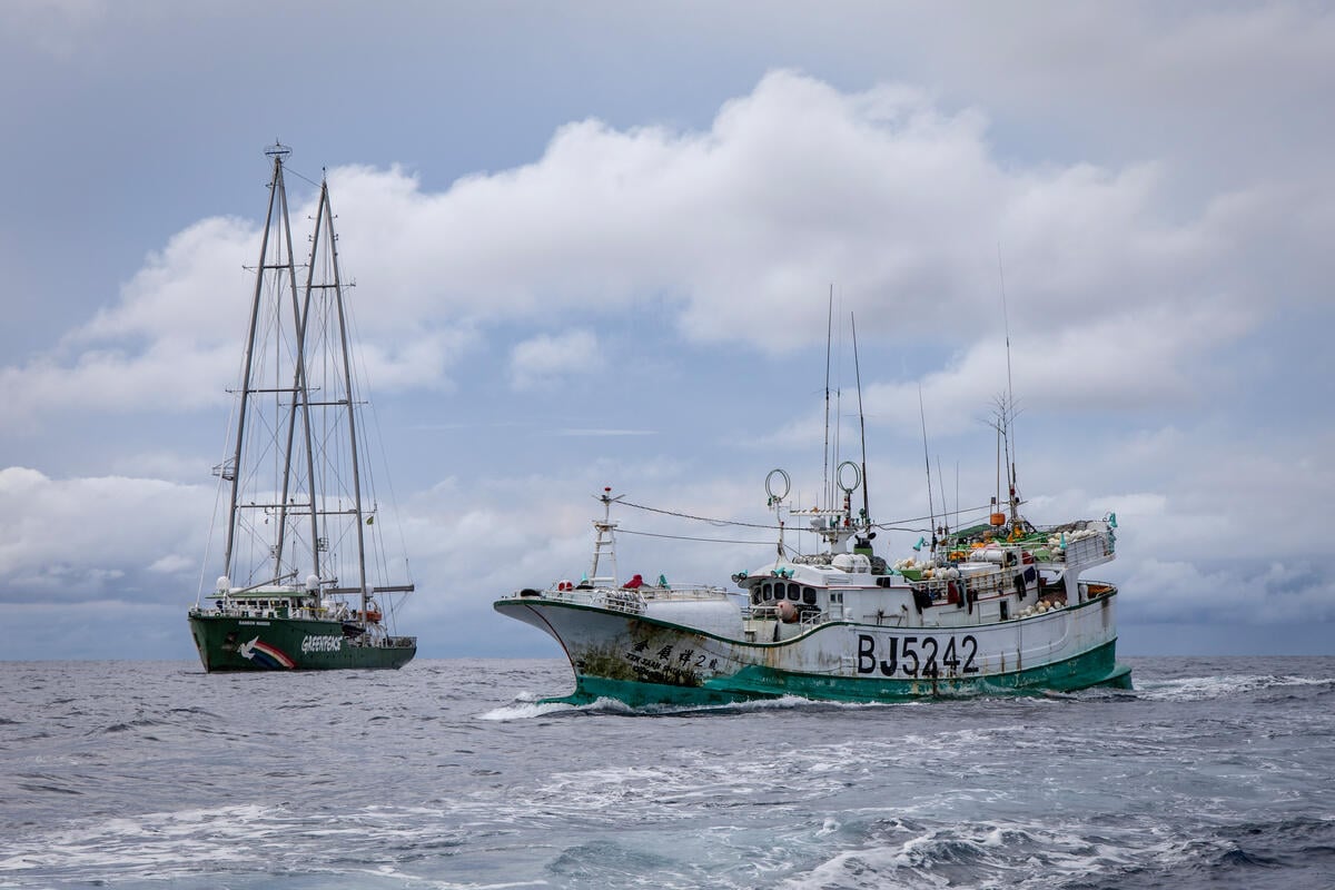 Shark deaths, depleted fisheries witnessed during Greenpeace’s first complete longliner investigation in North Pacific