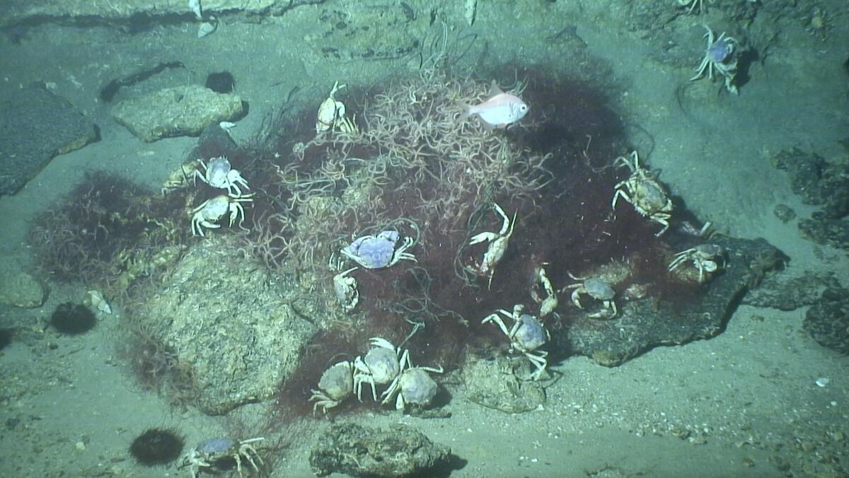 Footage released by Greenpeace reveals damage in the deep ocean from industrial fishing  