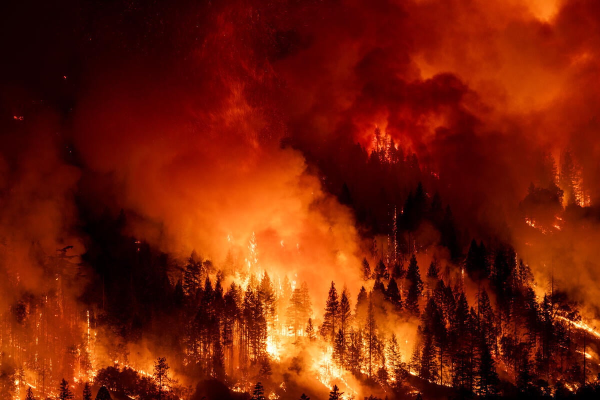 'Hell of a year': Greenpeace comments on hottest year on record, the first to exceed 1.5°C 