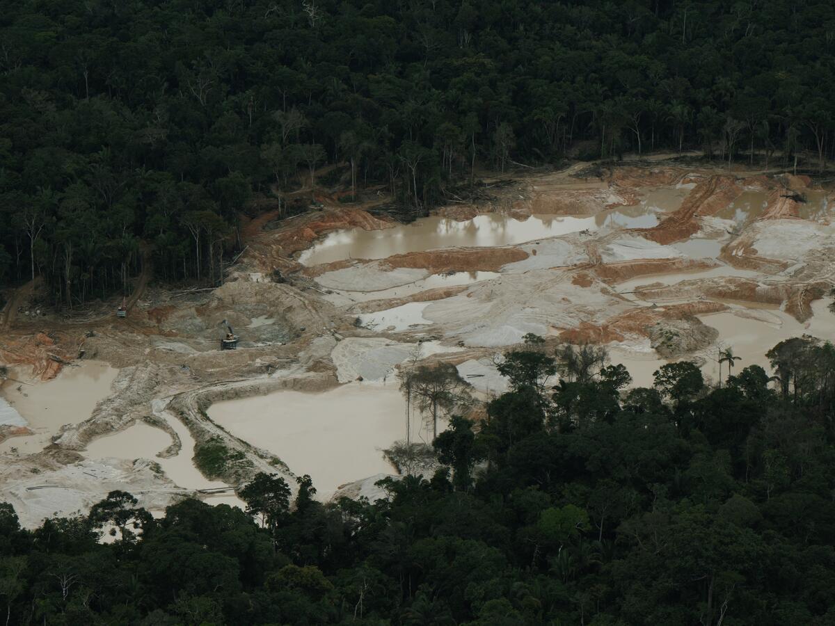 Illegal gold mining has destroyed over 4,000 hectares of Amazon rainforest in just four Indigenous territories in the past two years, warns Greenpeace