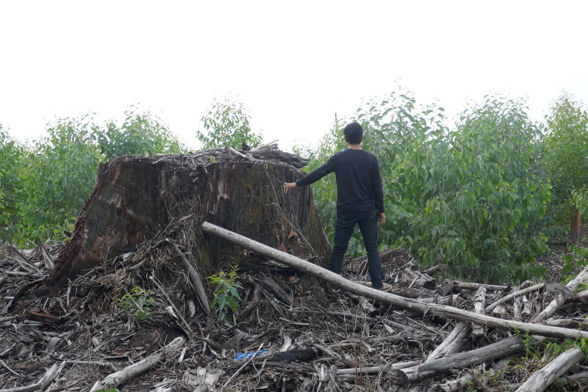 Under The Eagle’s Shadow – Investigation into a major Indonesian resource group indicates shadow empire threatening Indonesia’s forests